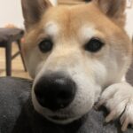 福丸さん